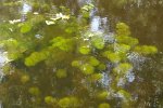 Waterwaaier (Cabomba)