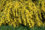 Wilgacacia