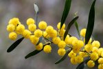Wilgacacia