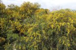 Wilgacacia