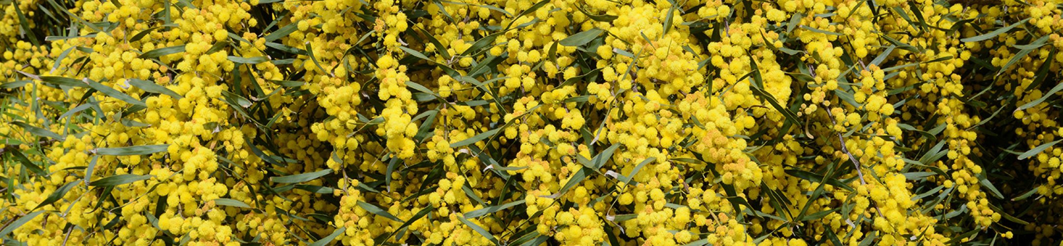 Wilgacacia