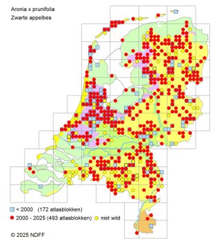 Zwarte appelbes