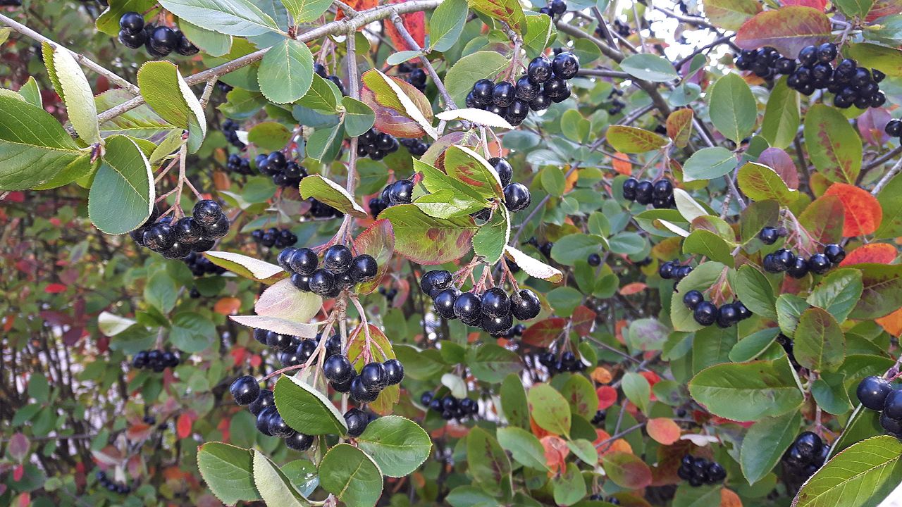 Zwarte appelbes