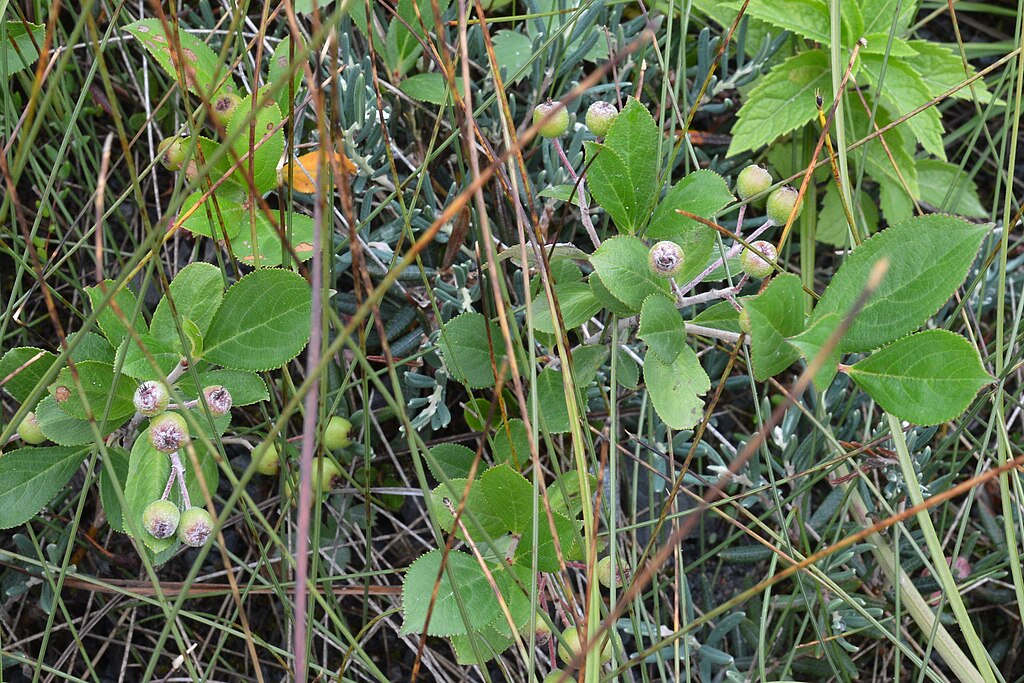Zwarte appelbes