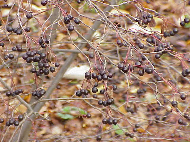 Zwarte appelbes