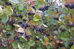 Zwarte appelbes