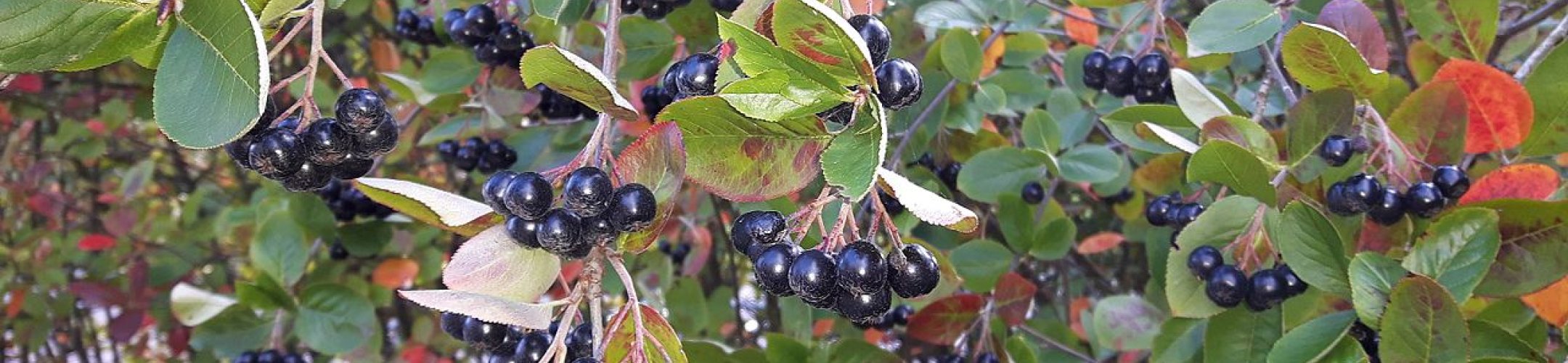 Zwarte appelbes