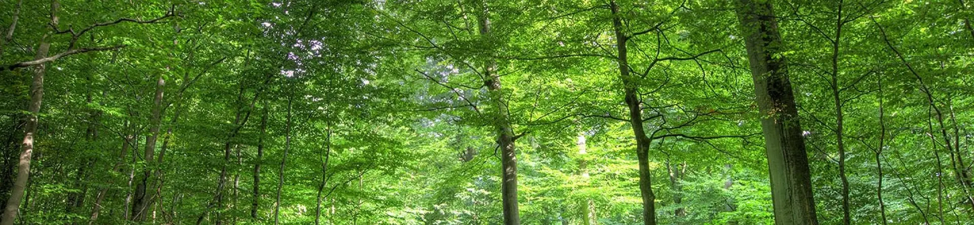 hero-bomen.jpg