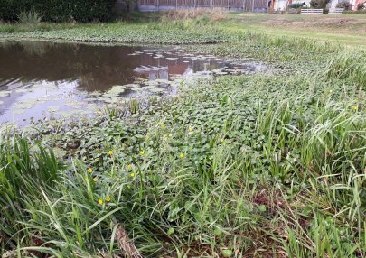 meta image Waterteunisbloem (Foto WS HenA)_405x286.jpg