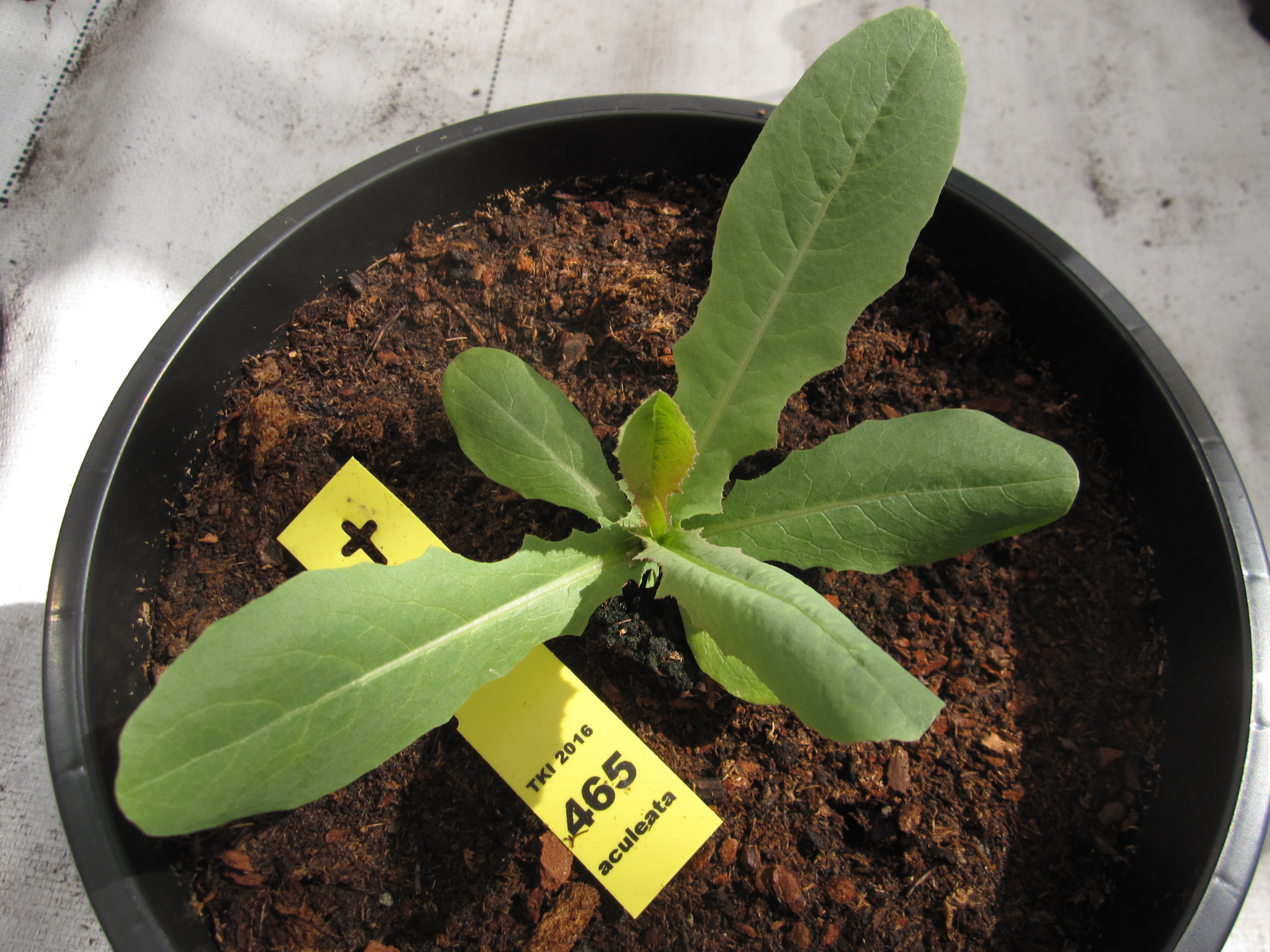Lactuca aculeata Boiss. & Kotschy