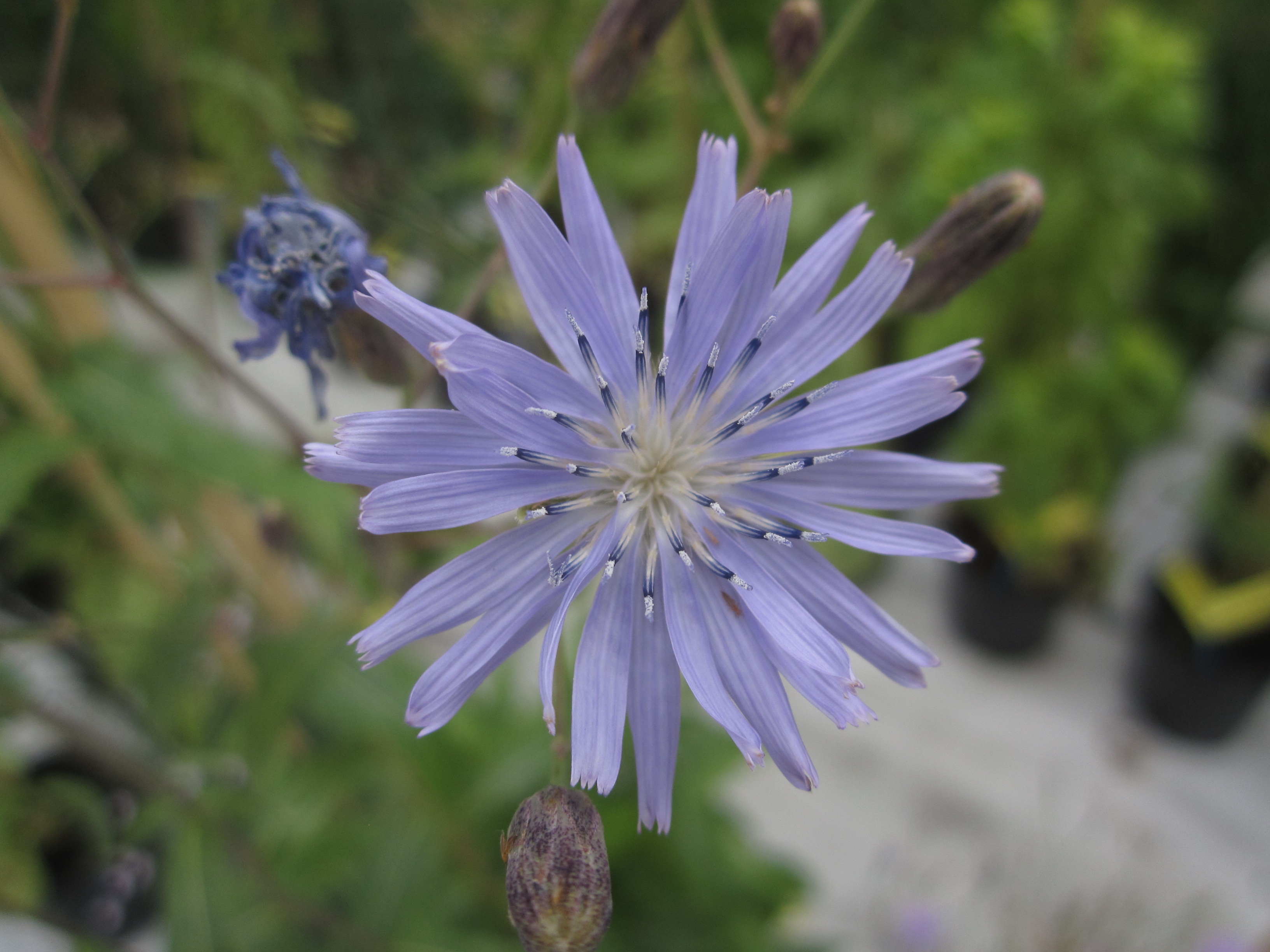 Lactuca sibirica (L.) Benth. ex Maxim.