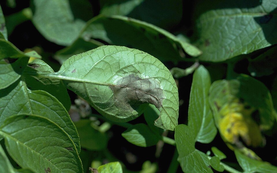 Late blight