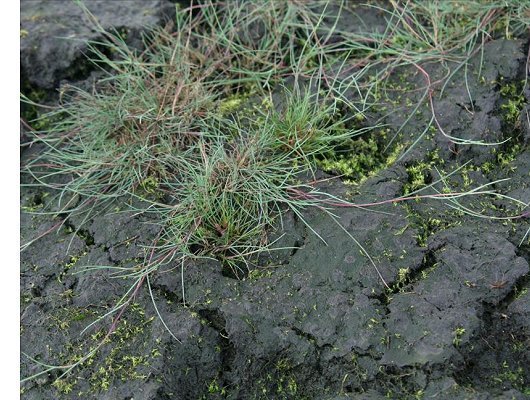Agrostis canina L.