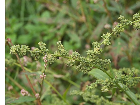 Atriplex patula L.