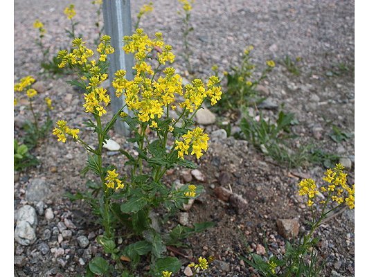 Barbarea vulgaris W.T. Aiton