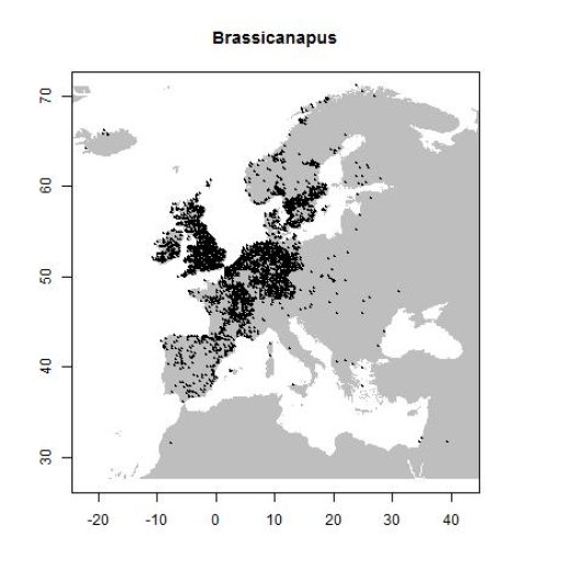Brassica napus L.