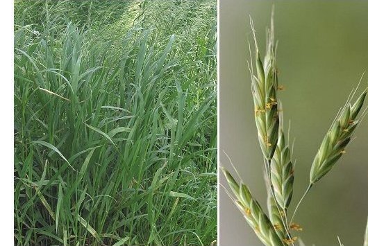 Bromus racemosus L.