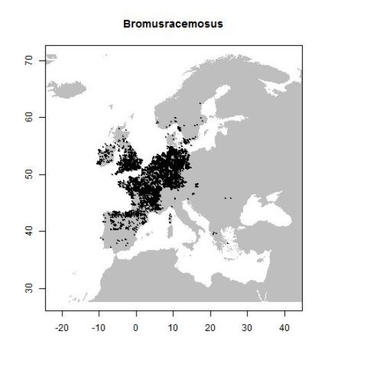 Bromus racemosus L.