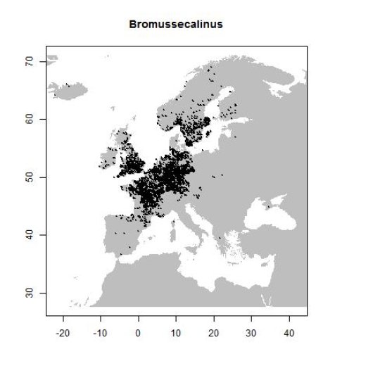 Bromus secalinus L.