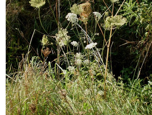 Daucus carota L.