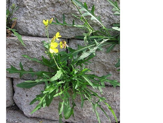 Diplotaxis tenuifolia (L.) DC.