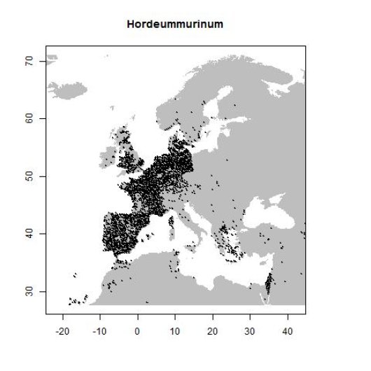 Hordeum murinum L.