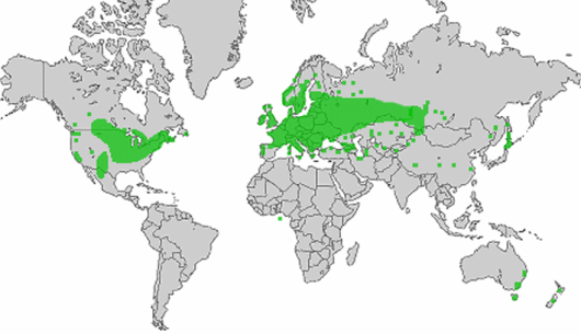 Humulus lupulus L.