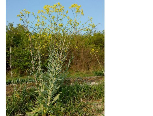 Isatis tinctoria L.
