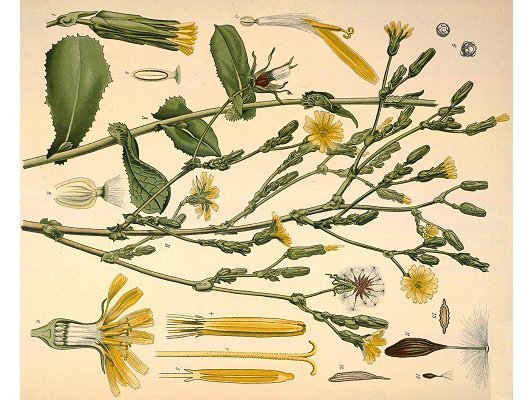 Lactuca virosa L.