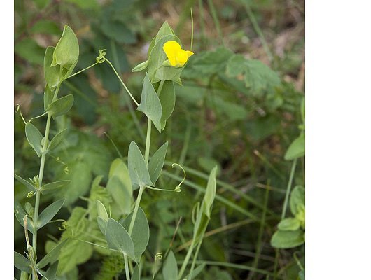 Lathyrus aphaca L.