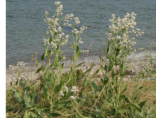 Lepidium latifolium L.