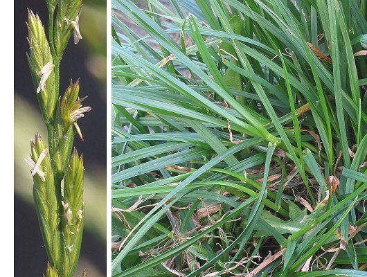 Lolium perenne L.