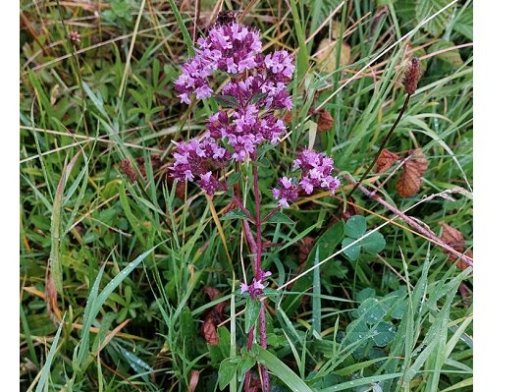 Origanum vulgare L.