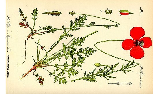 Papaver argemone L.