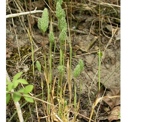 Phleum arenarium L.
