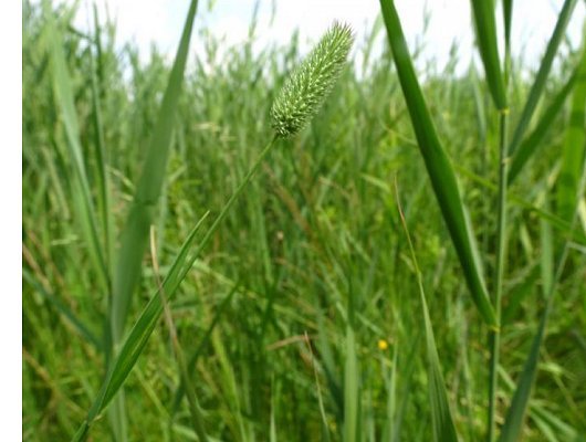 Phleum nodosum L.