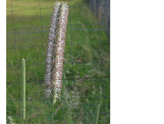 Phleum pratense L.