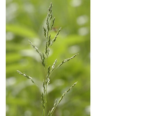 Poa nemoralis L.