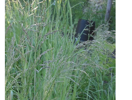 Poa trivialis L.