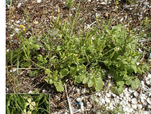 Raphanus raphanistrum L.