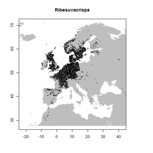 Ribes uva-crispa L.
