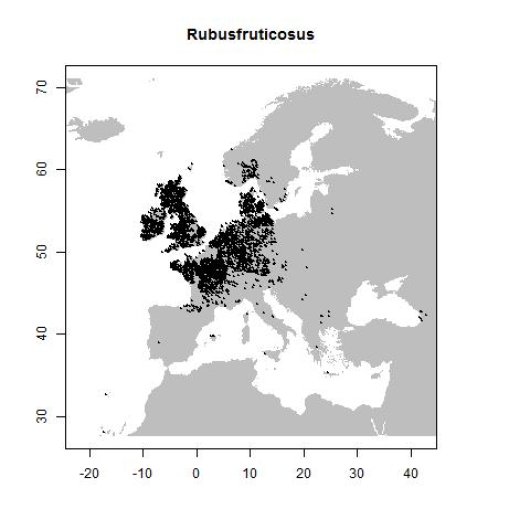 Rubus sect. Rubus