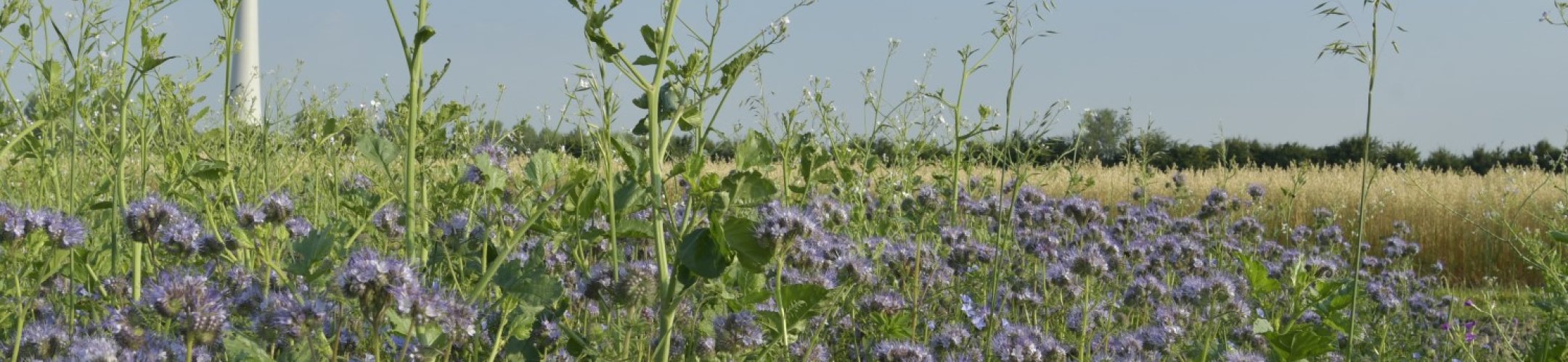 wilde bloemen