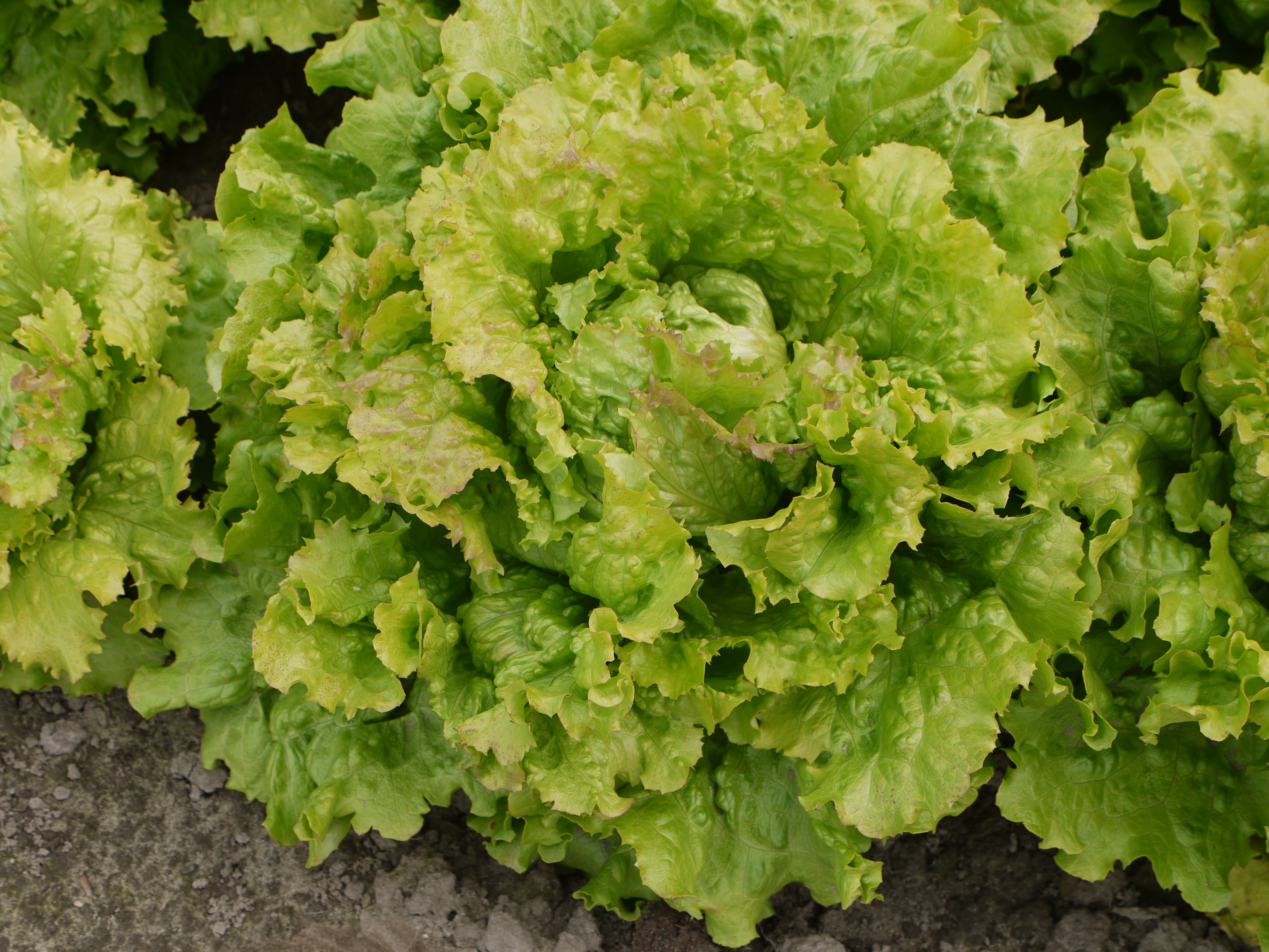 Lettuce