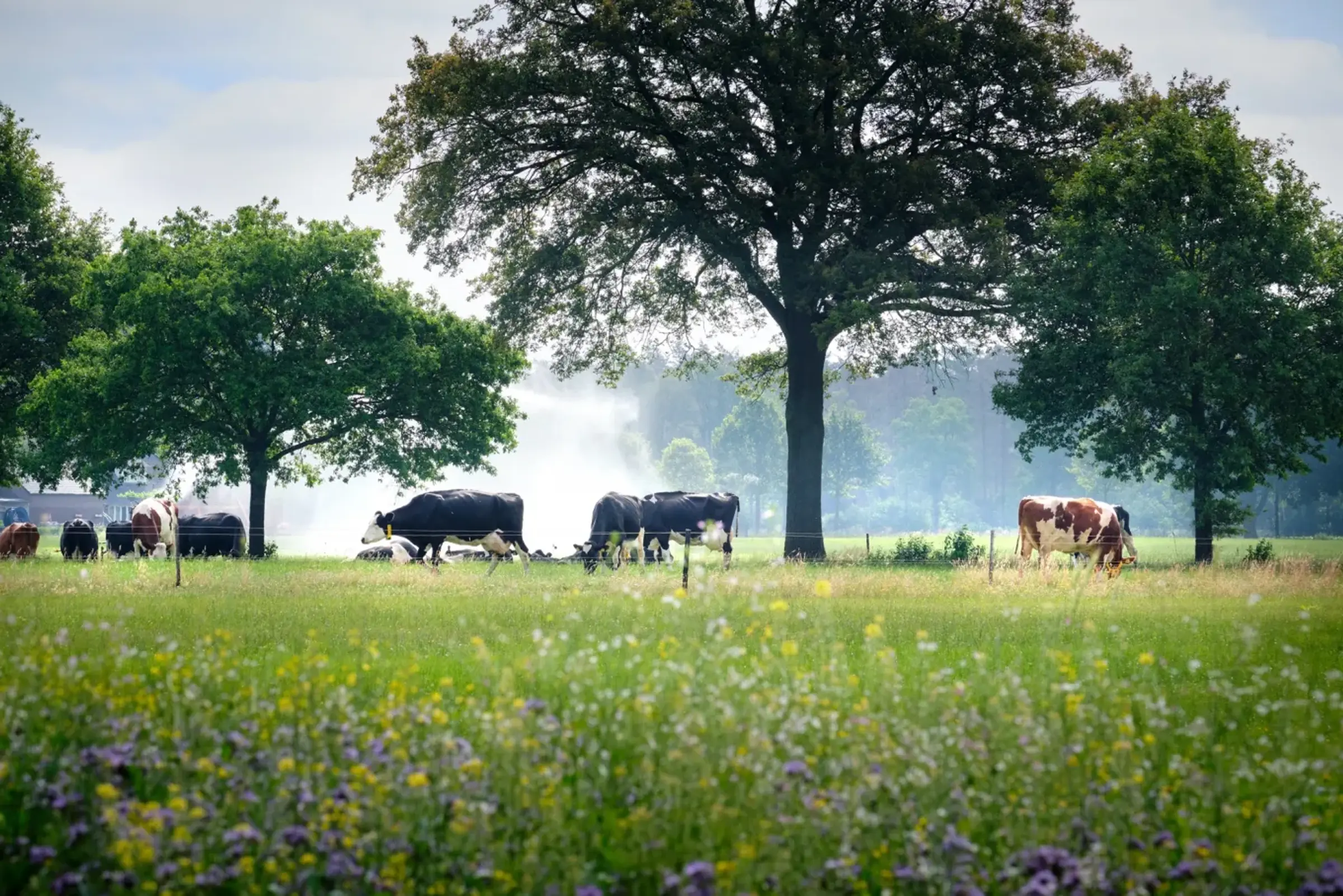 Koeien in een weiland