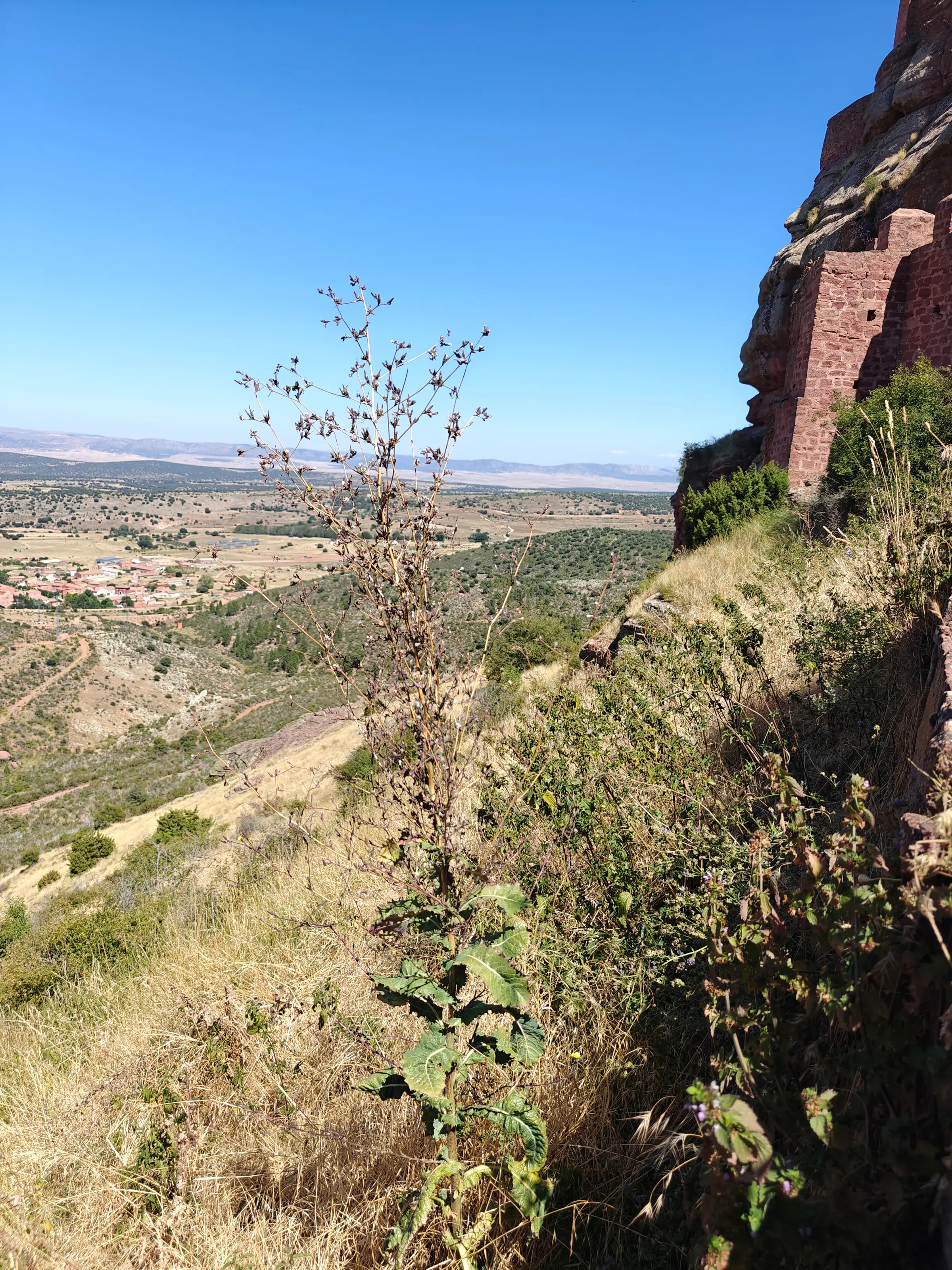 Lactuca virosa growing at the base of the castle walls of Peracense, July 2025.