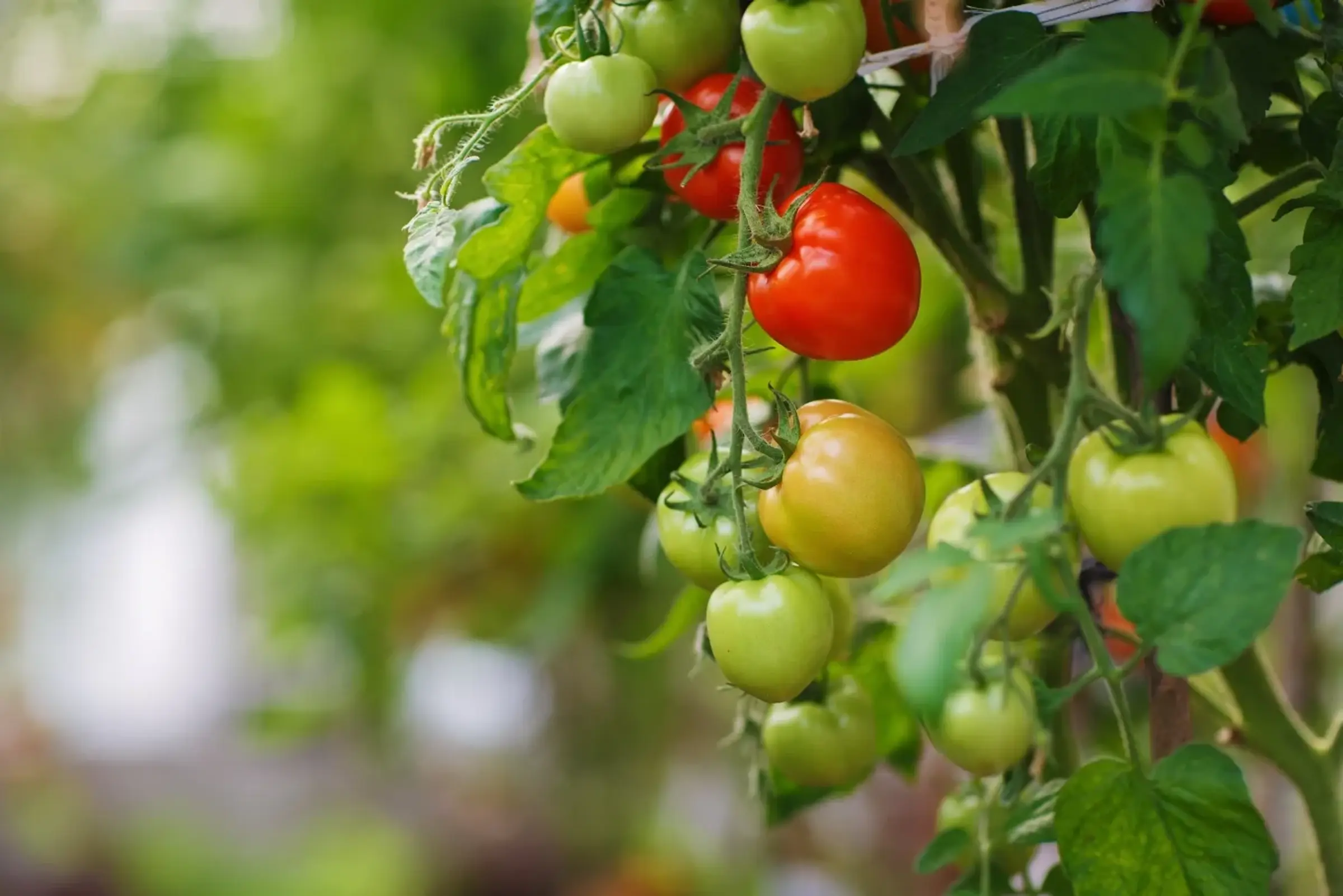 CGN-tomatencollectie