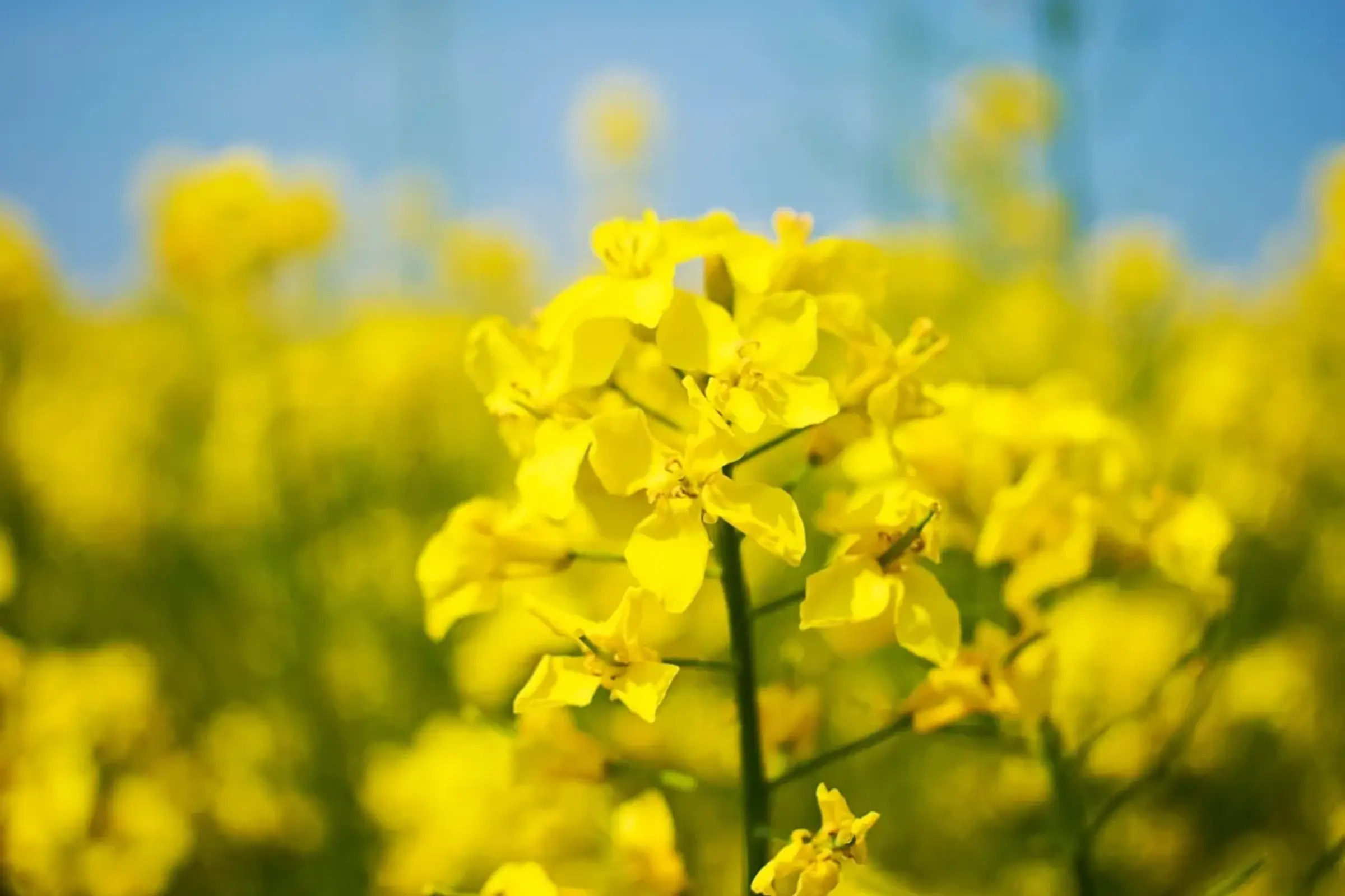 Land en bloemen cruciferscollection