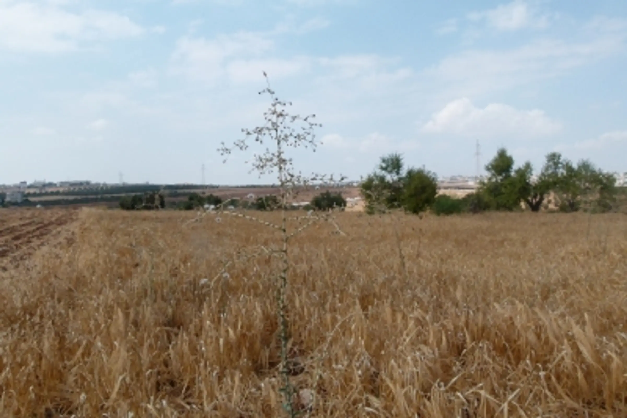 wild lettuce in jordan