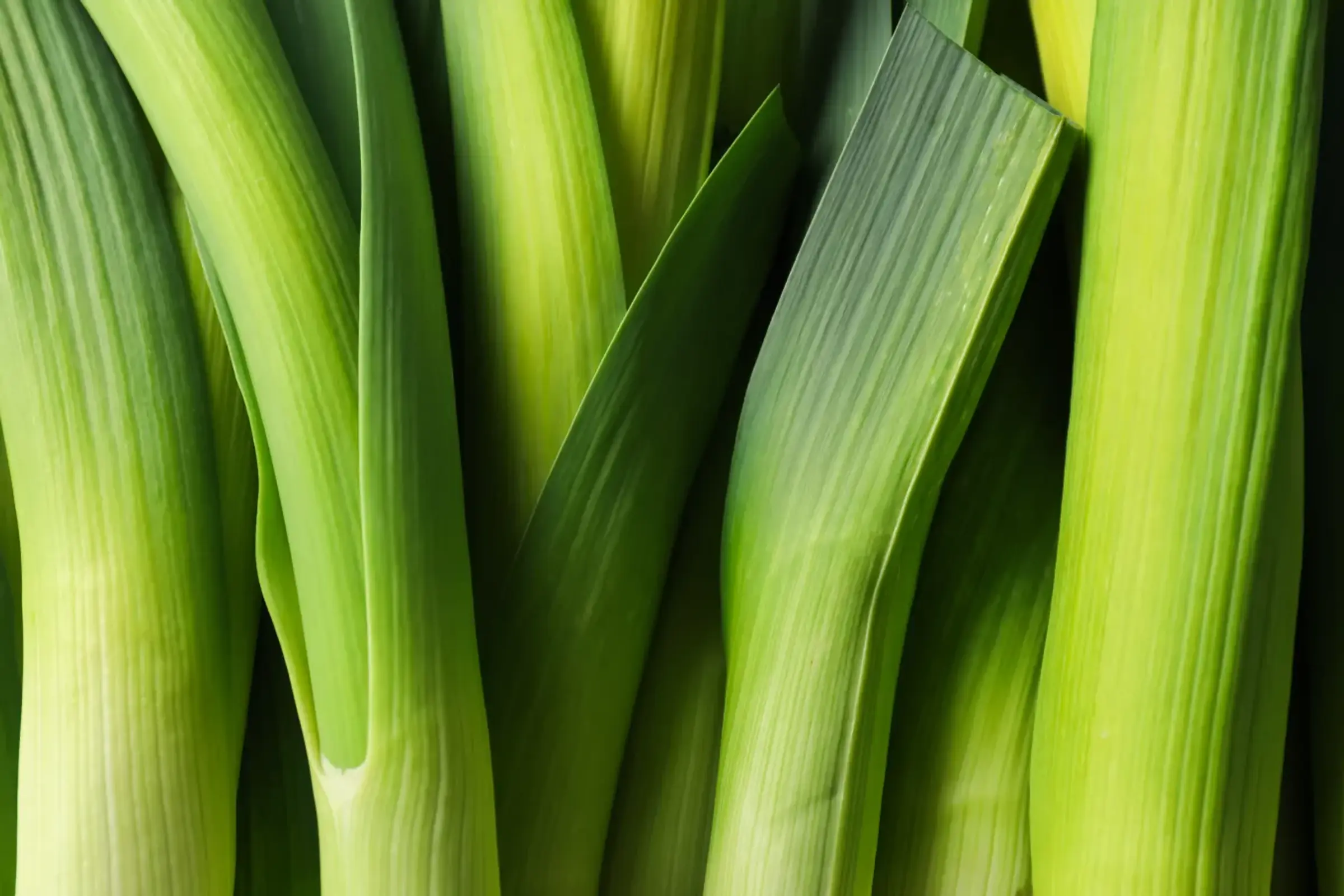 wild-relatives-leek